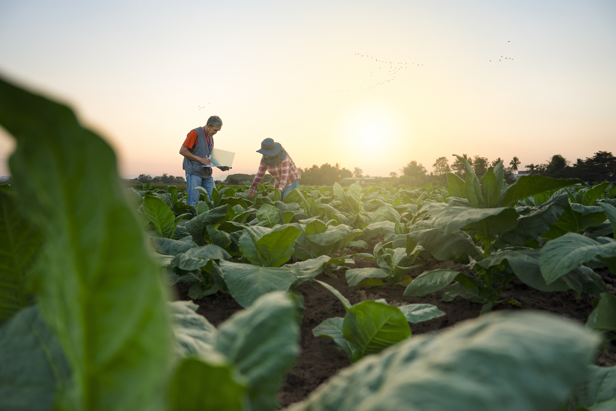 British American Tobacco Accelerates Results & Insights with Data