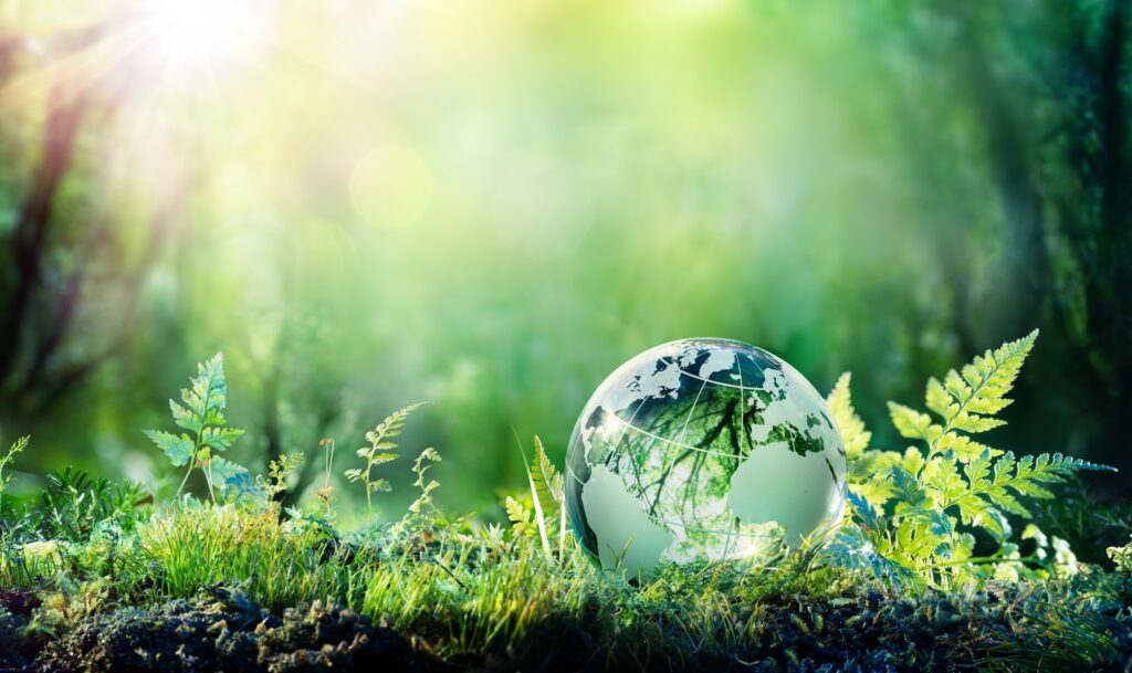 Syniti Forest: Where Sustainability Takes Root